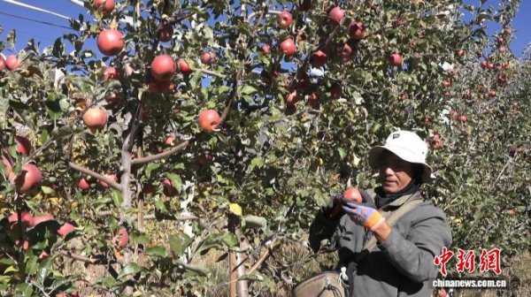 堆财网 从陕西到西藏：贡嘎1.9万亩矮化苹果 结出1.6亿元增收果实